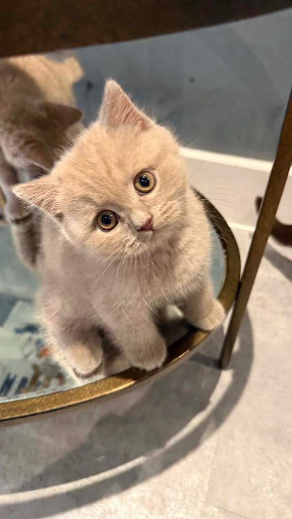 British Shorthair Kittens
