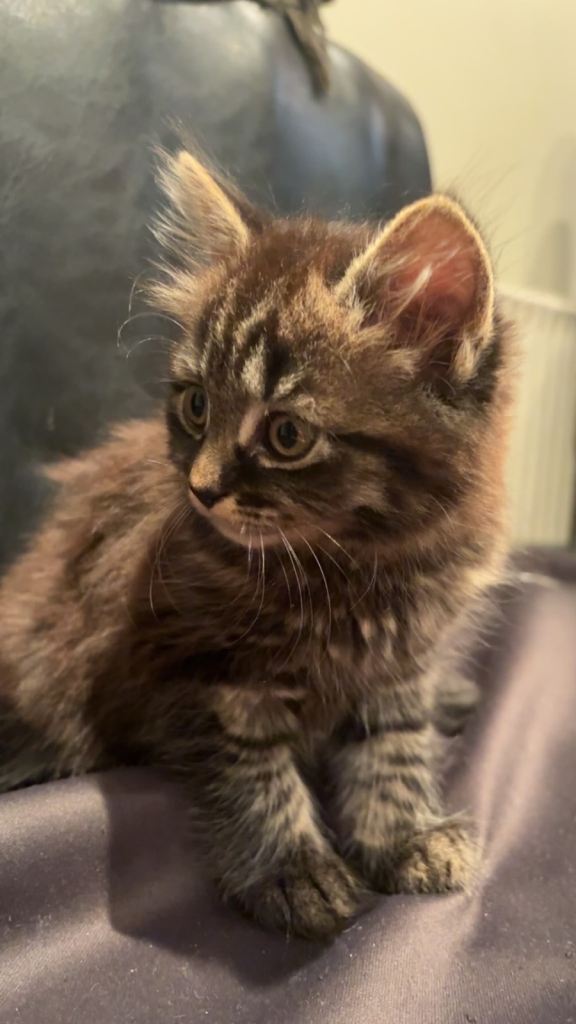 British Short Hair Mix kittens 