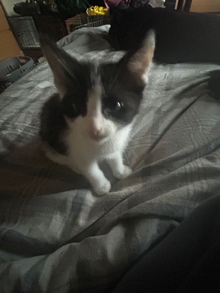 Kitten for sale 