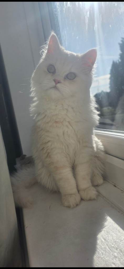 Beautiful persian white & Golden male kitten 
