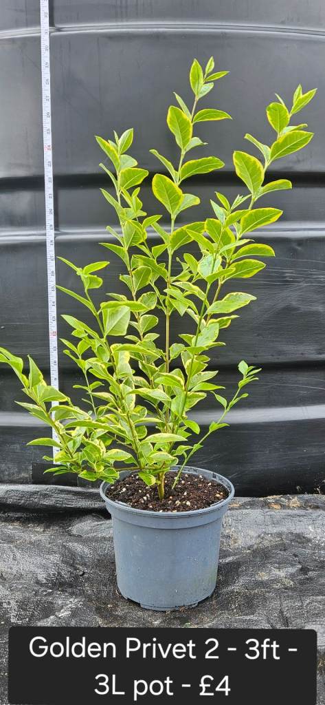 Hedge, plants, privacy hedging trees - Golden and Green Privet