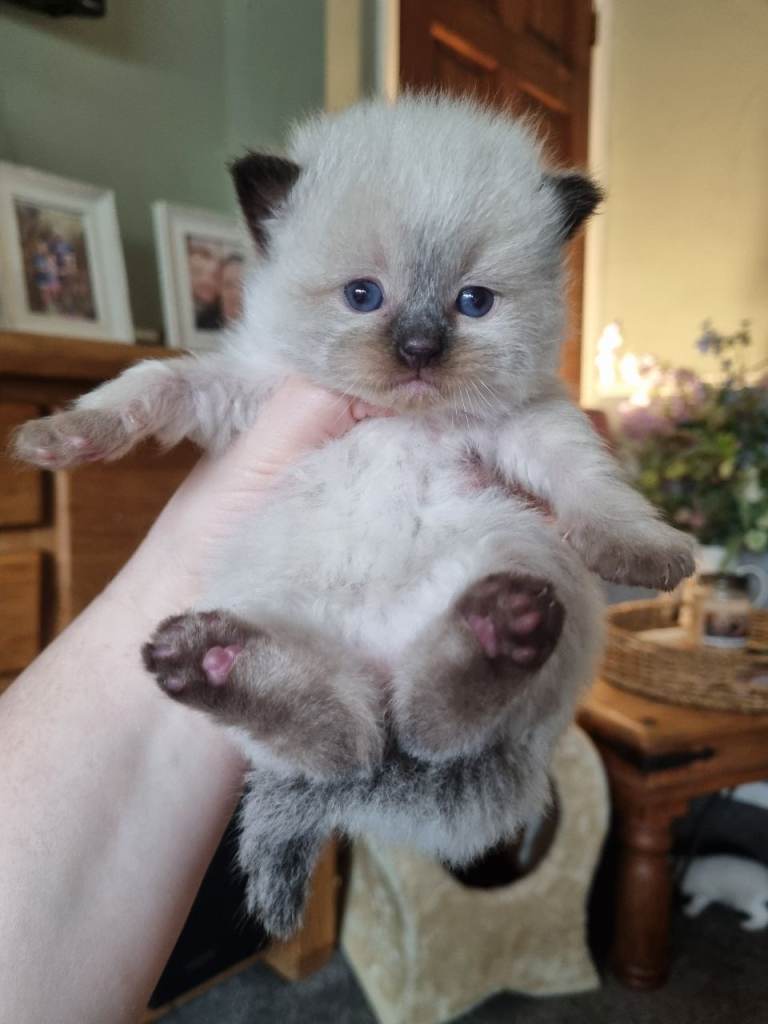 Ragdoll Kittens 
