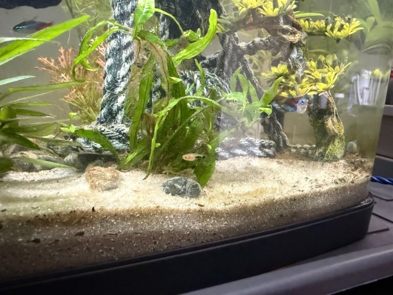 Variatus platys
