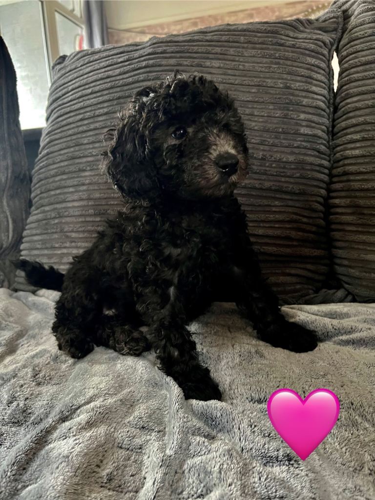 Cockapoo Puppies 