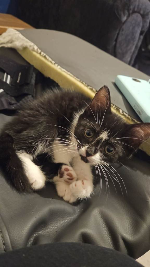 9 week old british short hair kitten (black and white)
