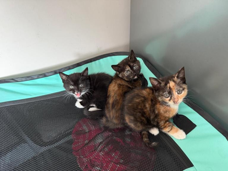 3 beautiful cross main coon kittens