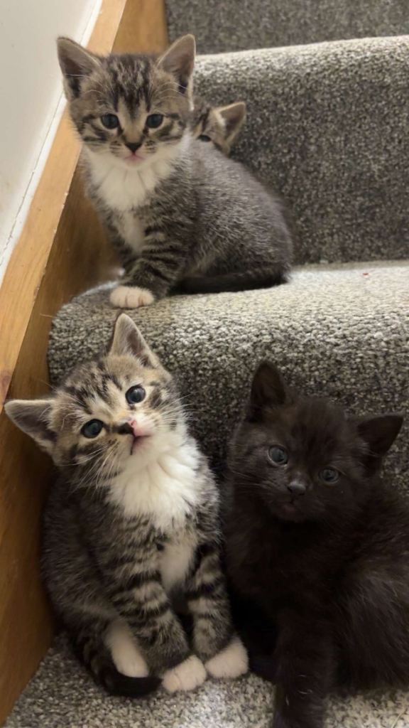 Beautiful kittens
