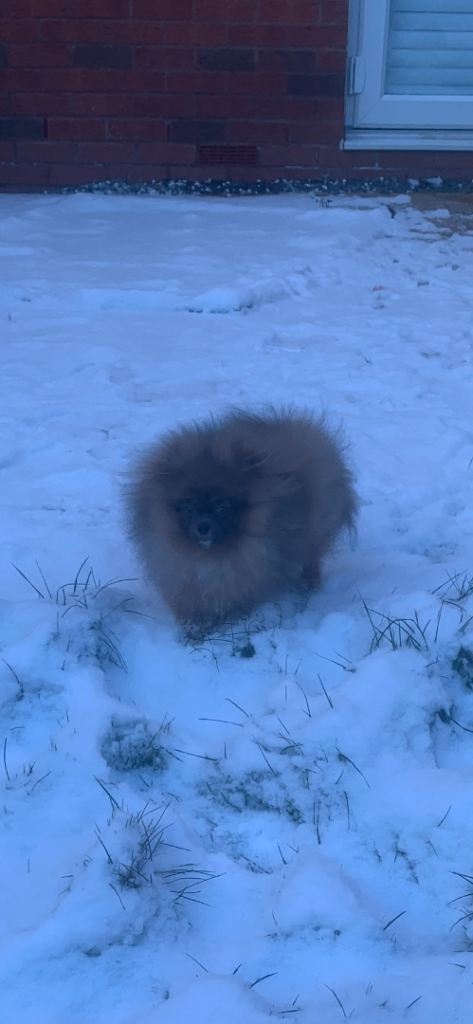 Tea Cup Pomeranian Female 6 months old open TO OFFERS