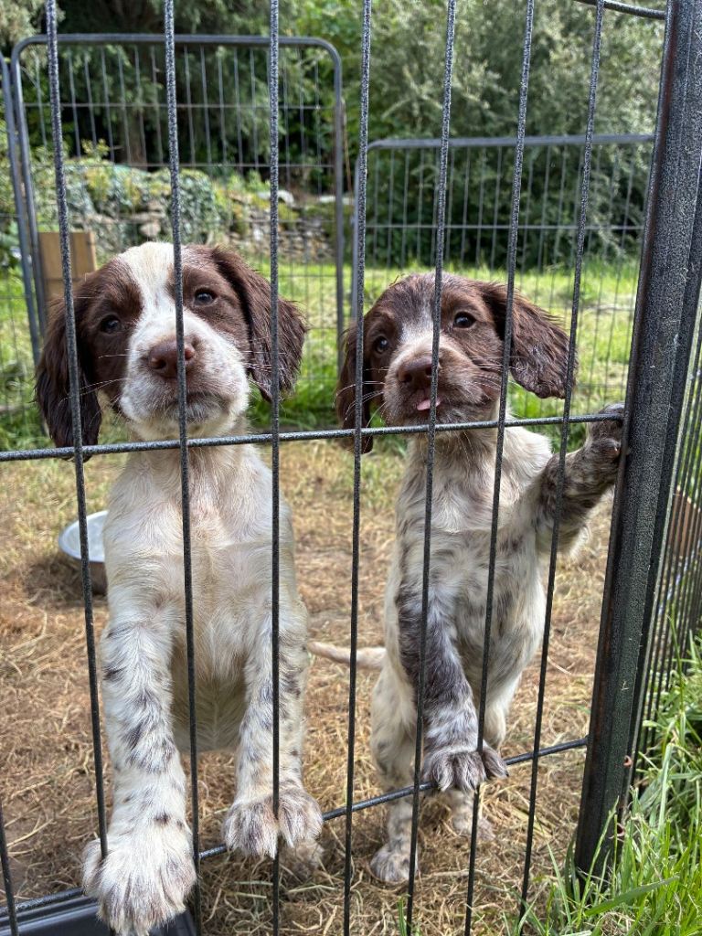 Cocker Spaniel Puppies