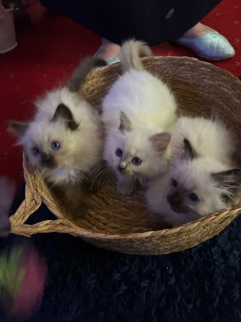 Ragdoll Kittens