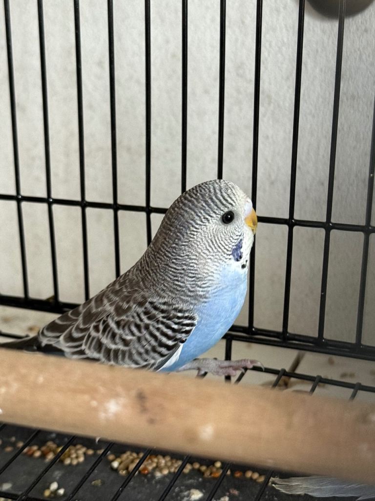 Beautiful baby blue budgie! 