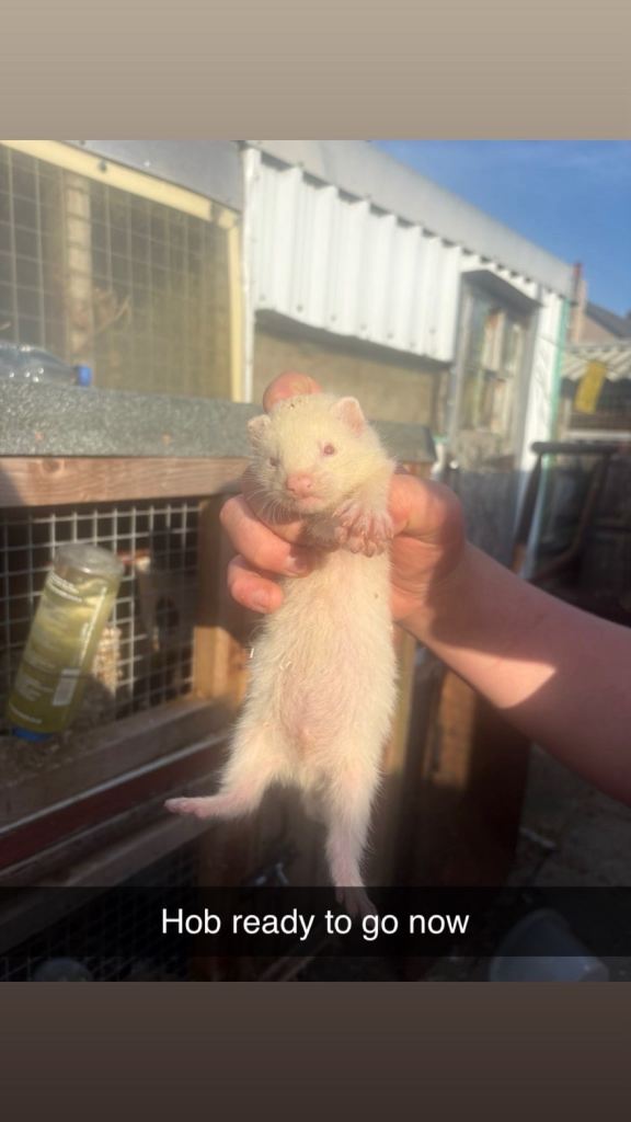 Ferret kits 