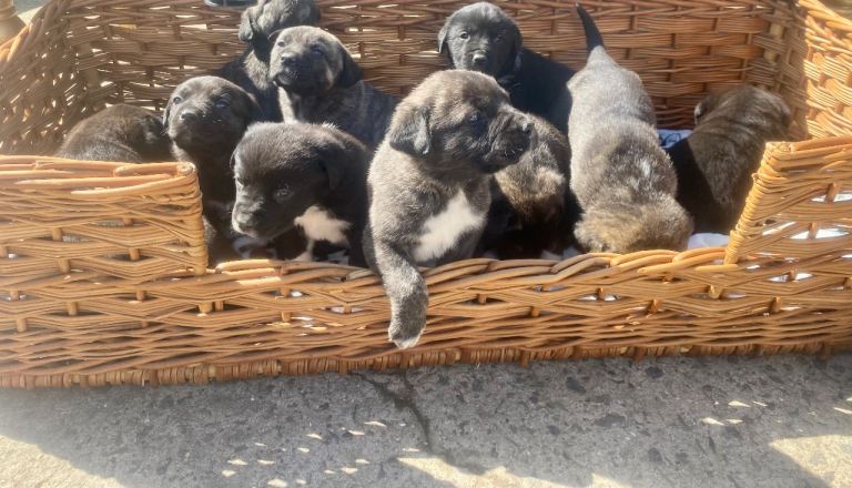 Caucasian Shepherd x cane corse 