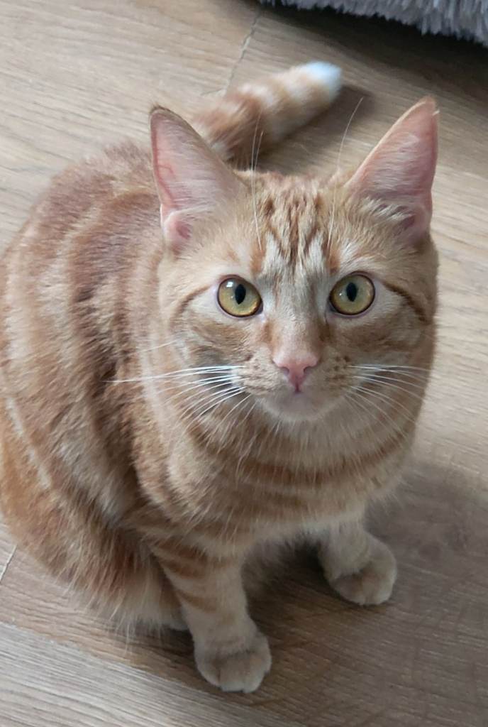 Two male cats