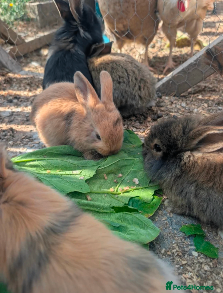 Baby bunnies ready to leave now 