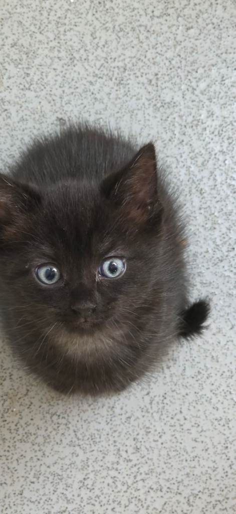 Only 2 left one boy black and white and black girl
