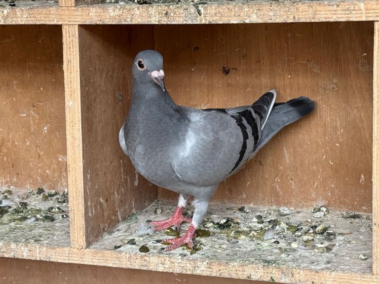 Racing pigeon babies 