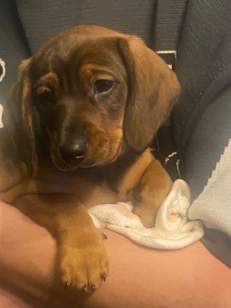 One gorgeous brown/tan dachshund girl left