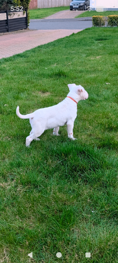 English bull terrier pups