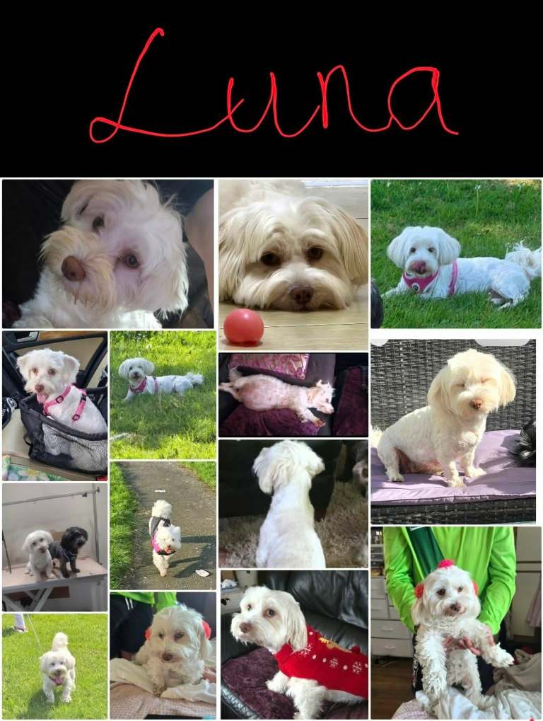 9(4 five sold,)Havanese puppies,born 15/05 need's new home