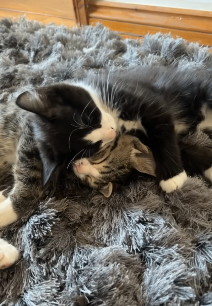 Cuddly Male Kittens 