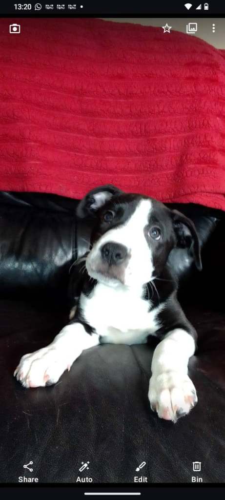 Puppys  1 female left