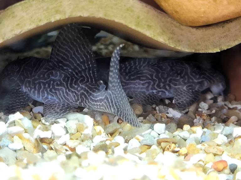 Updated 04/07 -Plecos & Shrimp available