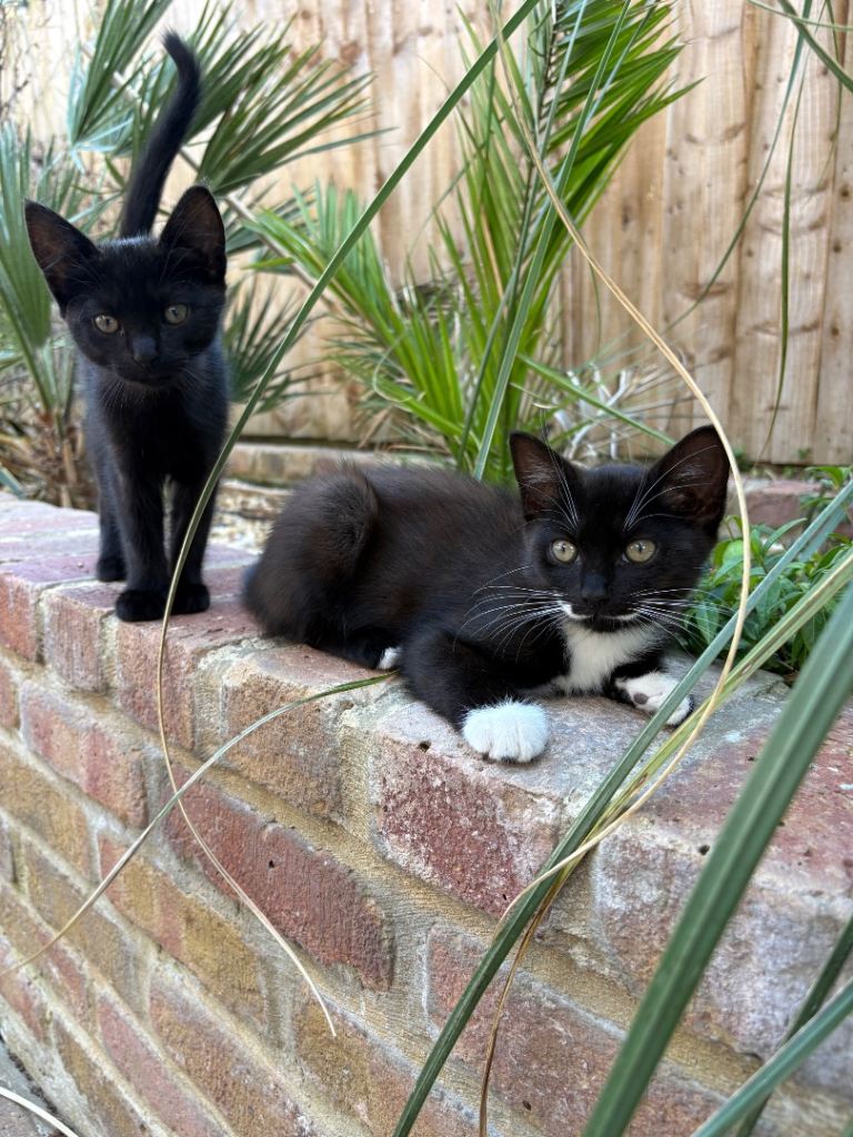 3 gorgeous girls for sale