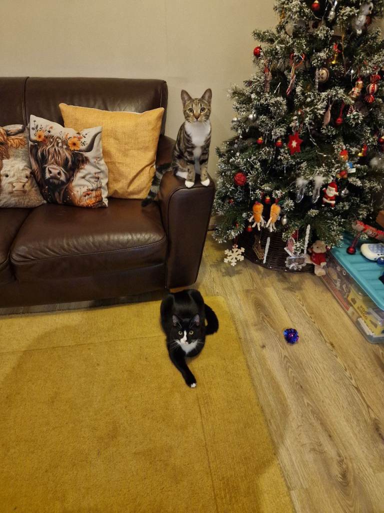 Cats for sale- Oreo and Malteser- price is for both and all there belongings