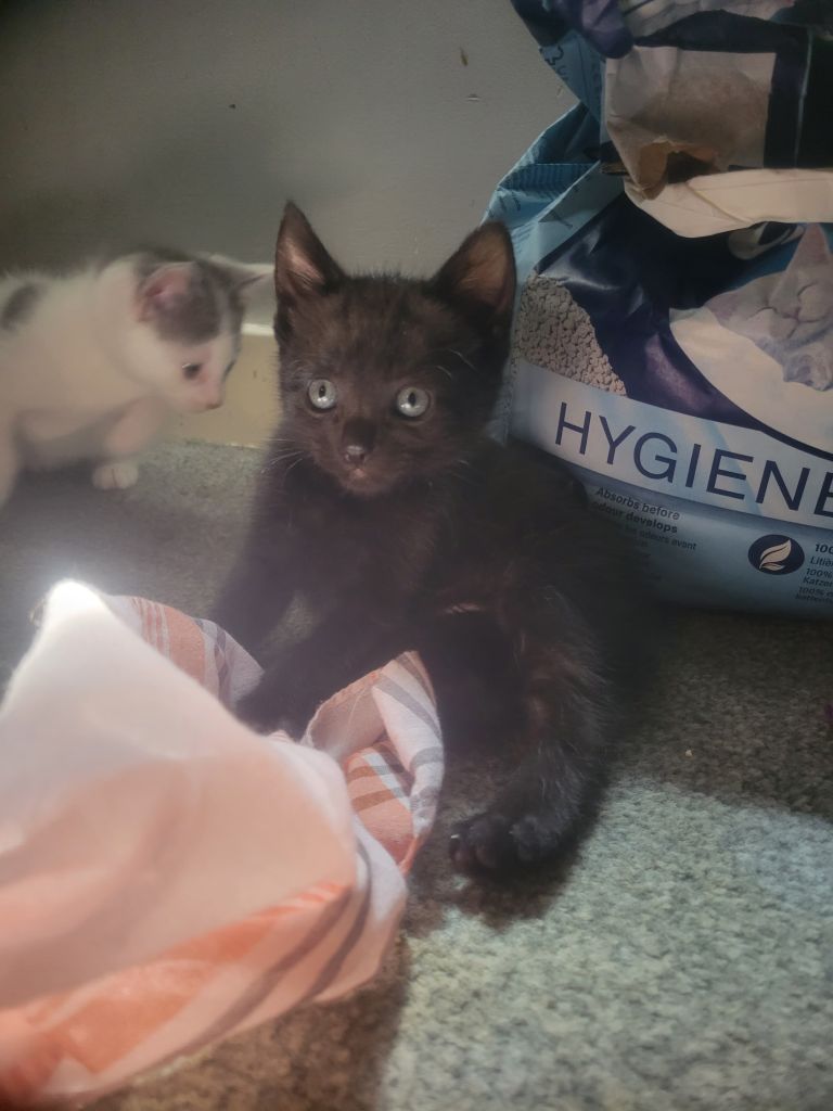 Kittens 8 weeks old 