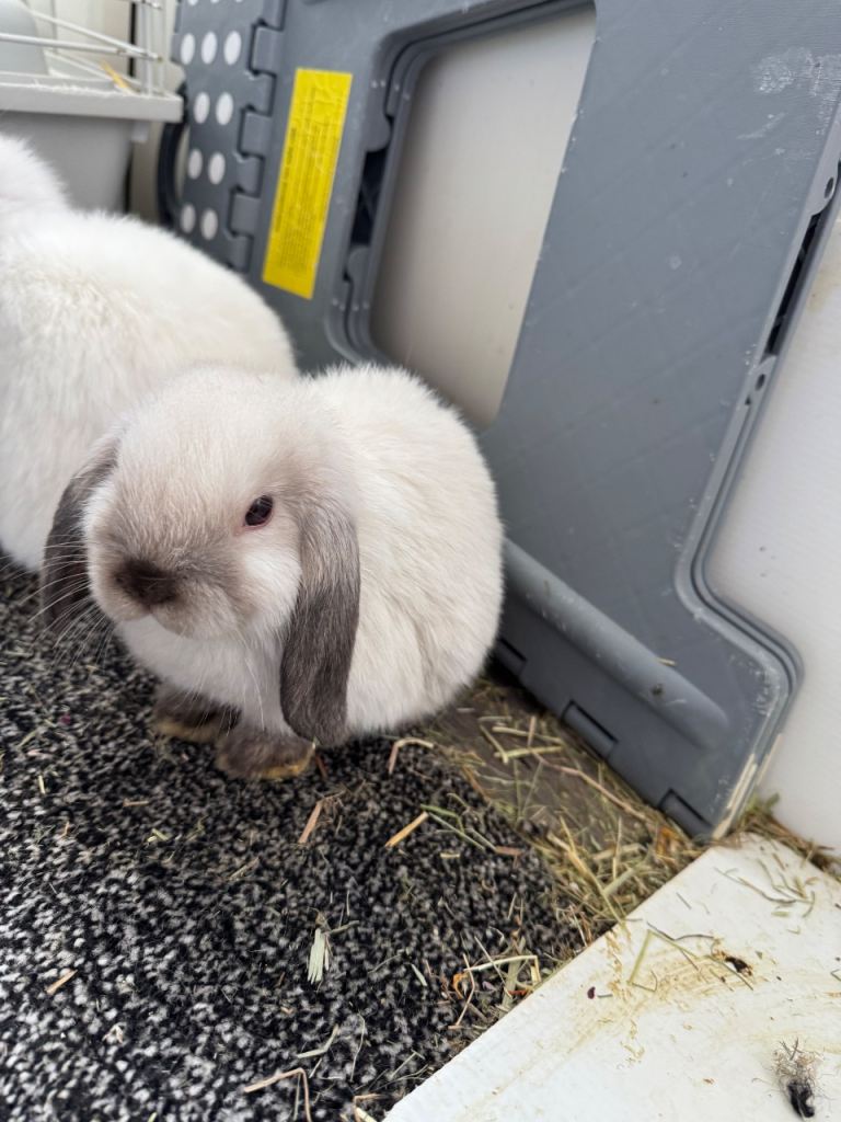     baby bunnies 