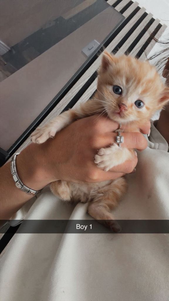Kittens for sale 