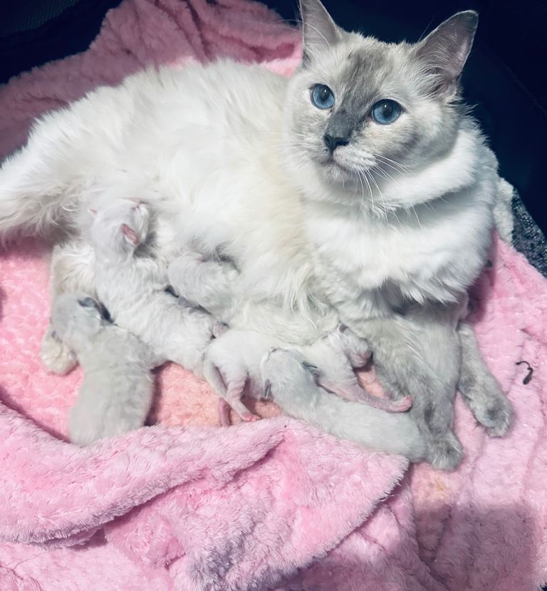 Pure Ragdoll kittens 