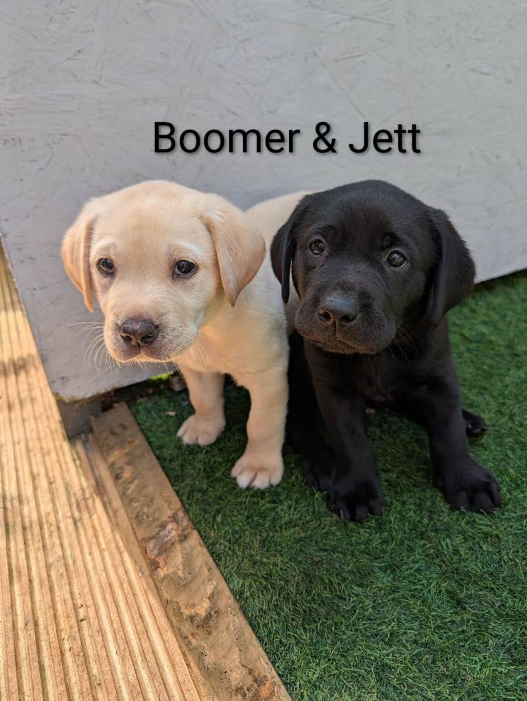 🐾 Labrador Pups 🐾 3 Remaining **