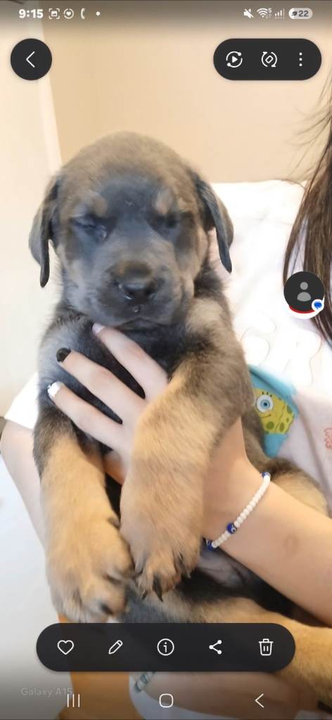 Stunning rotty cross dobaman puppies