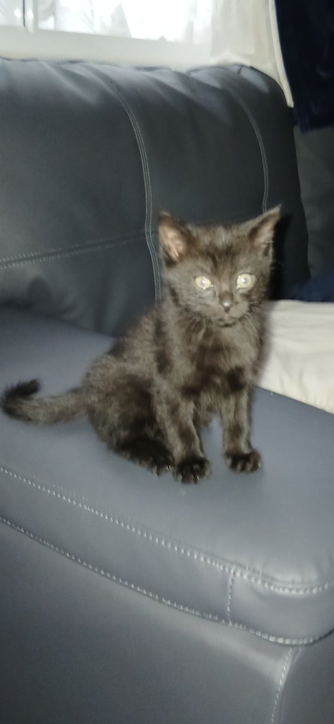 Male kitten 