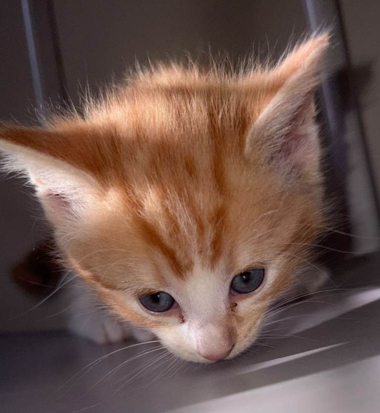 8 weeks old kittens
