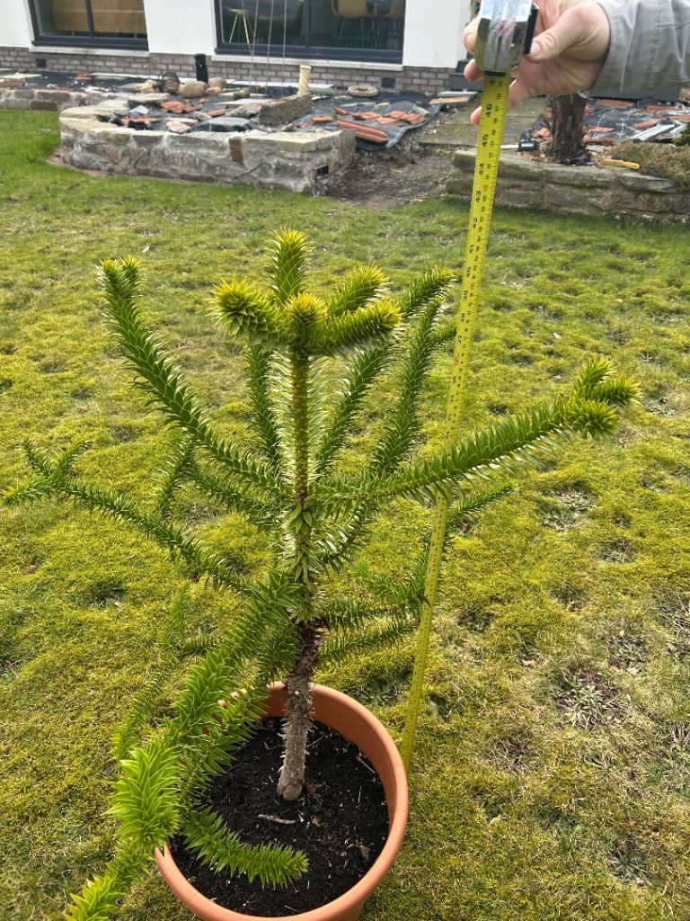 Monkey puzzle tree plant