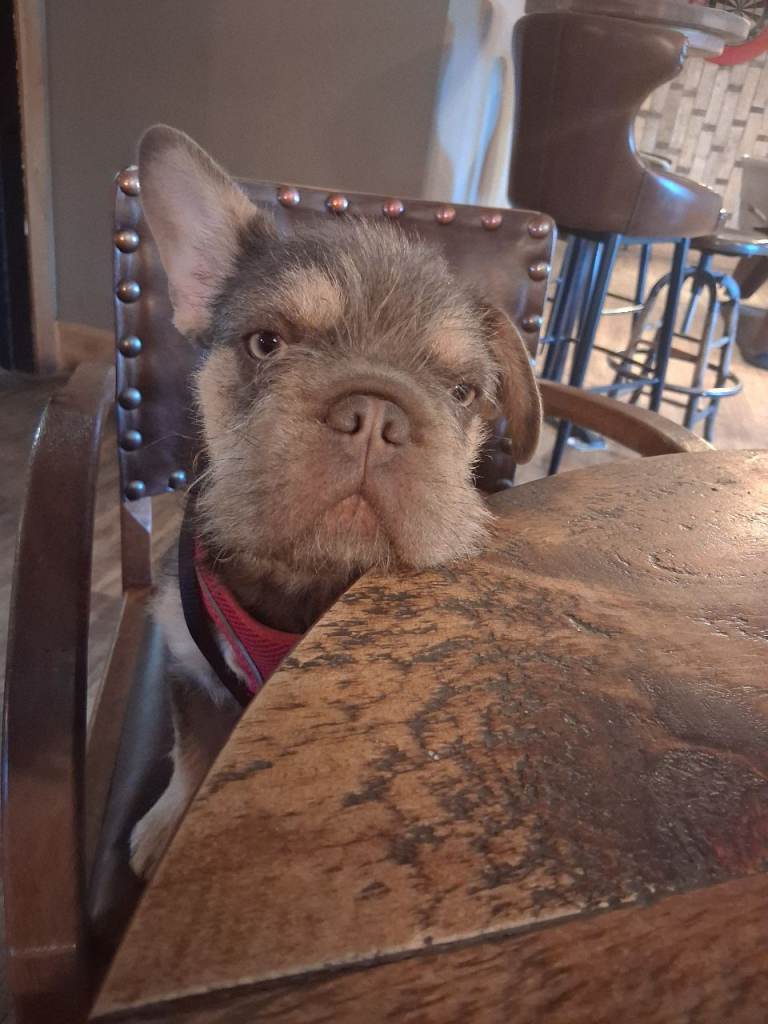 Fluffy french bulldog 