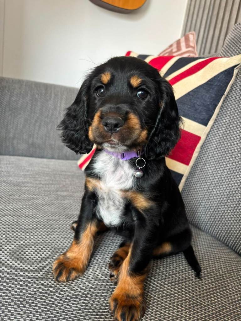 Sprocker pup