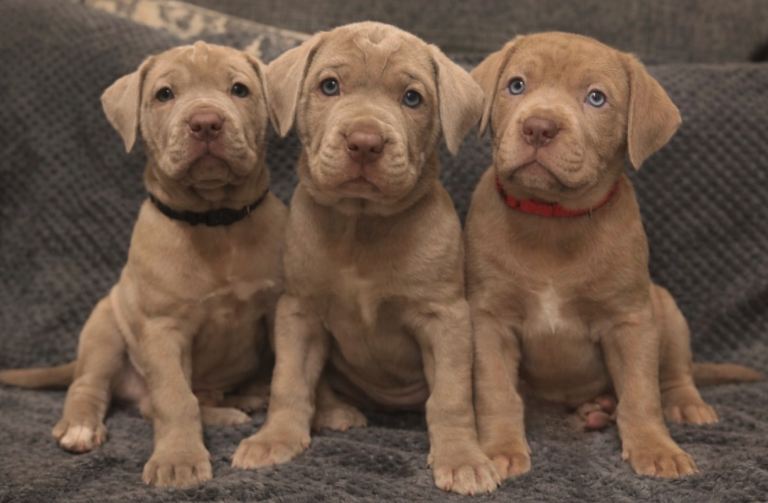 Neapolitan x Cane Corso mix - READY NOW!!!