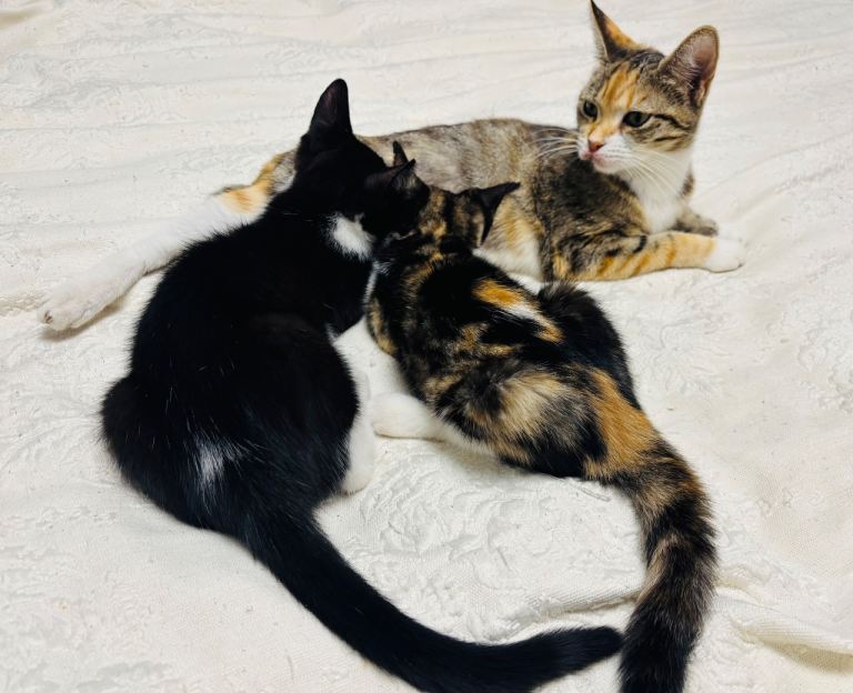 Adorable 1 Female and 1 Male Tabby Kittens 🐱 left!