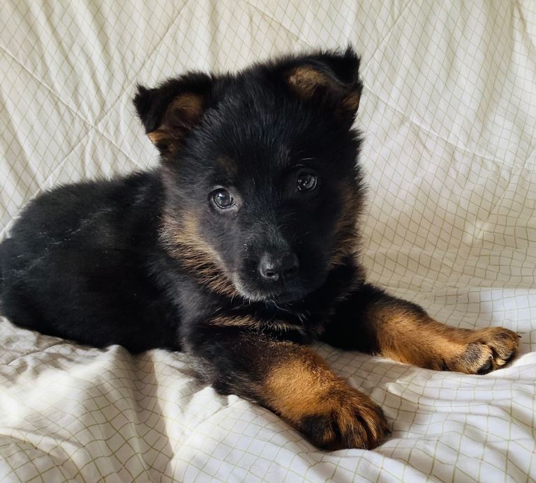 German Shepard puppies for sale Health checked and have had first vacination 