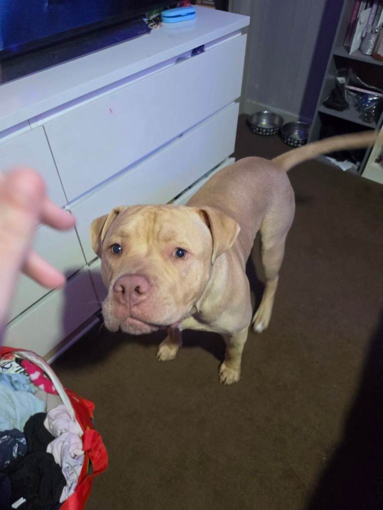 Masriff x staffy