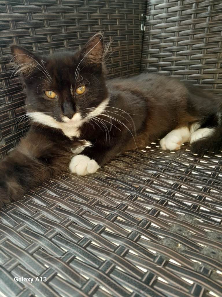 Kitten looking for new home