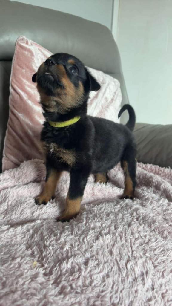 Rottweiler puppies championship heritage (German) KC registered 