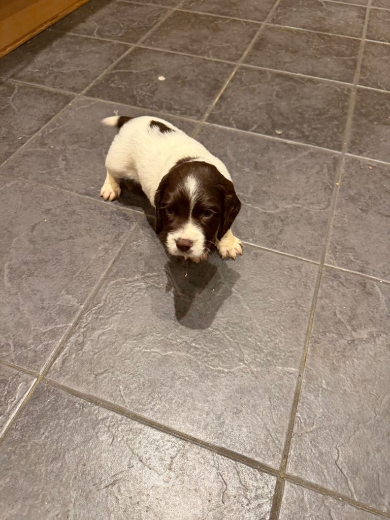 Springer spaniel pups 