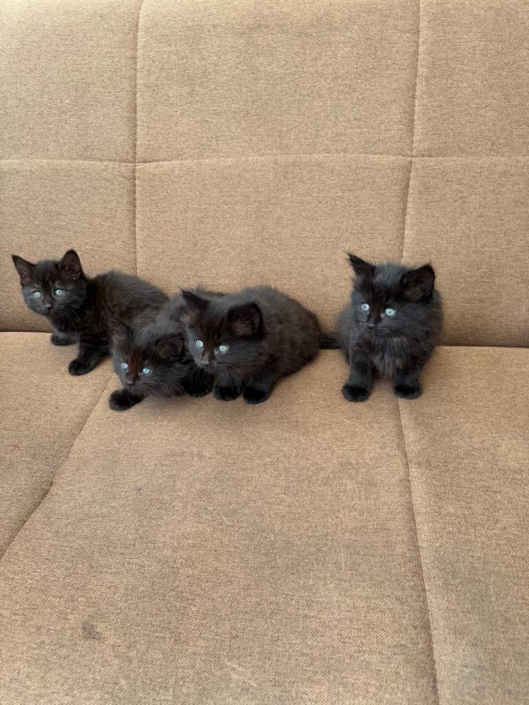 4 Black kittens