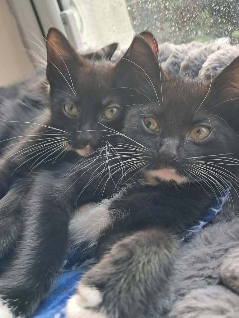 cute male kittens 40 pound available now