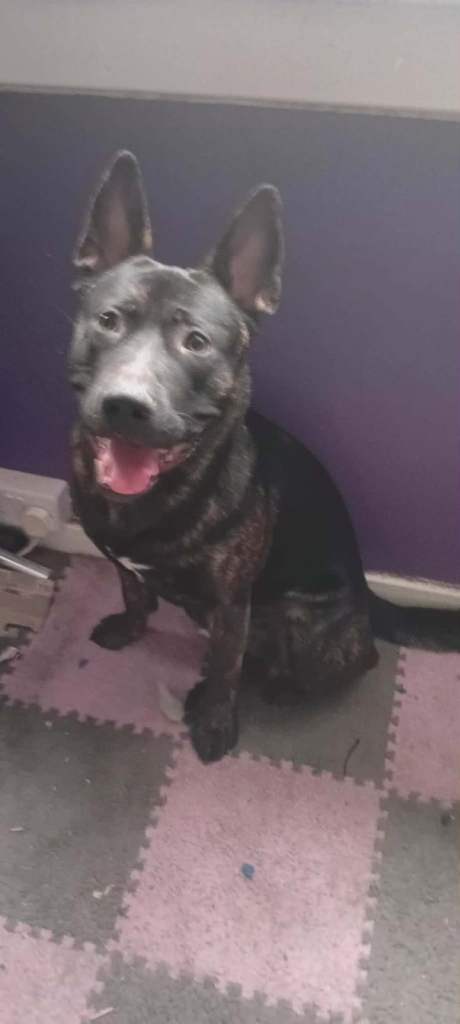 German shepherd cross staffy 